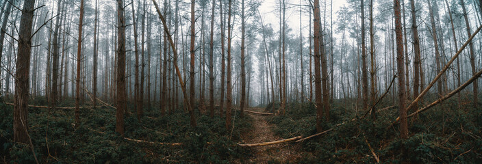 panorama of pine forest fallen trees in foggy weather
