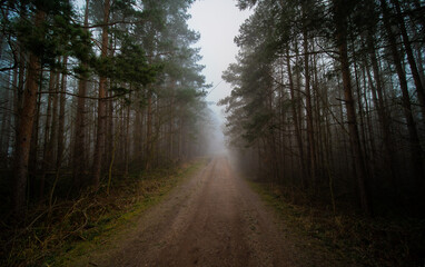country road in Pine forest in foggy weather