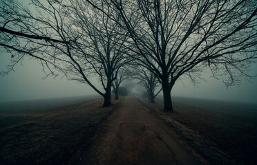 trees on the side of the road in foggy weather