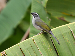 Green-winged Saltator- Saltator similis – Trinca-ferro