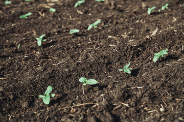 A close-up of a sprout of sunflower sprouts lit by the afternoon sun on fertile black soil. Concept agro culture.