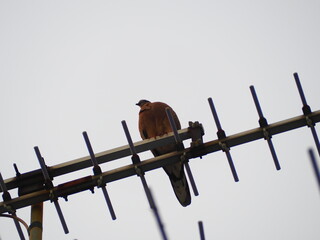 bird on a fence