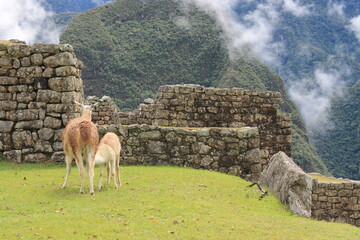 Vacaciones Machupichu  huayna picchu lana, familia de llamas, guanaco bebe, cerro con nubes en...