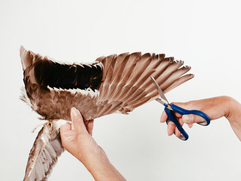 Hand wit cissors cut the wing. Freedom concept.