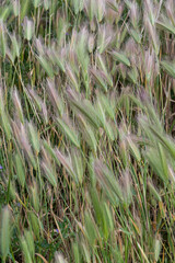 Campos de trigo en Sigüenza, provincia de Guadalajara, España