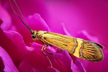 a moth sits on a plant