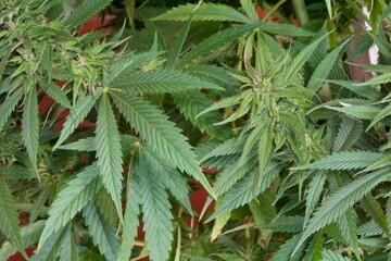 Marijuana or hemp plant, cannabis