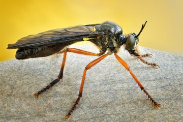 a fly is sitting on a plant