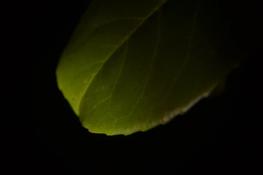 Blatt