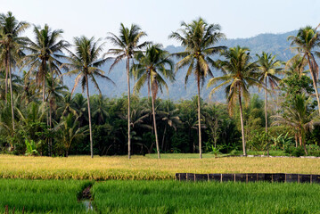 Rice paddies surrounded by coconut trees and palm trees