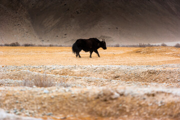 Yak in the desert, Tashkurgan County, Xinjiang, China