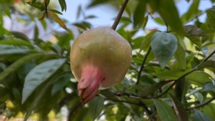 forest, plants, flowers, leaves, green, flower pots, flowery, plantation house of flowers.