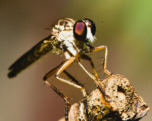 close-up photo of the robber fly insect on a wooden branch