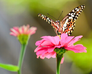 Orange butterfly, lemon butterfly, Papilio demoleus on Zinnia flower