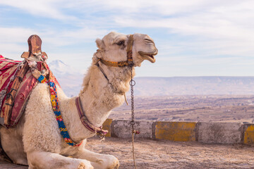 camel in cappadocia - obrazy, fototapety, plakaty