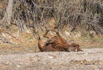 Wild Horse in the Arizona Desert