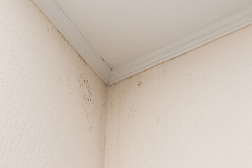 Mold mildew fungus in the corner of light wall. Household problems concept