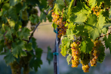 Grapes yellow muscat near Hercegkut, Tokaj region, Hungary