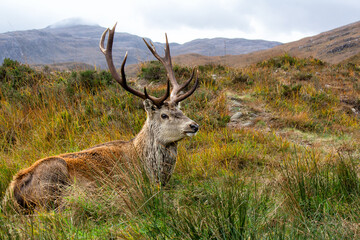 Rothirsch in den  Highlands von Schottiland