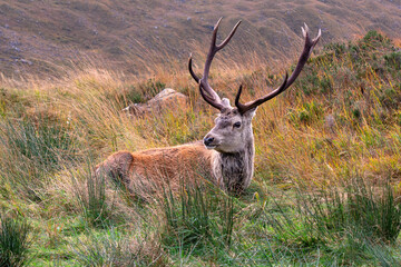 Rothirsch in den  Highlands von Schottiland