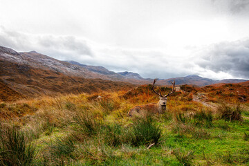 Rothirsch in den  Highlands von Schottiland