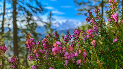 Bell heather with scenic view of snow capped mountain peaks of Karawanks on the way to Sinacher Gupf in Carinthia, Austria. Mount Wertatscha is visible through dense forest in early spring. Rosental