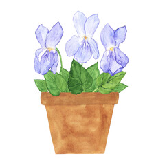 Wood violet flower in clay pot isolated on white background. Watercolor hand drawing illustration. Viola Odorata element for design.