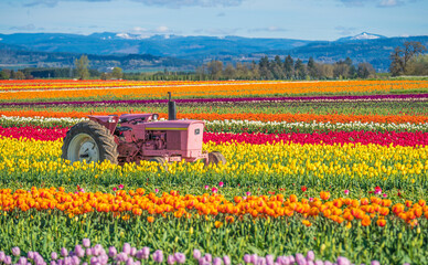 Pink tractor in the tulip field