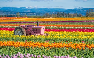 Gordijnen Pink tractor in the tulip field © William Huang