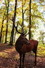 Hirsch vor sonnigen Hintergrund im Wald während Herbst