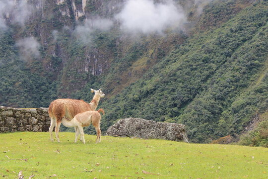 llamas y alpacas en per&uacute;, Interior de Machupicchu, escaleras Terrazas machu picchu, las 7 maravillas del mundo, vacaciones, monta&ntilde;as en per&uacute;, travel in cuzco mountain. 