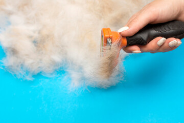 furminator for grooming animals in human hand. dog hair on a blue background