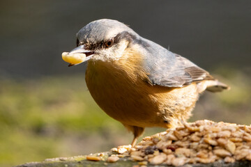 Kleiber mit einer Erdnuss im Schnabel