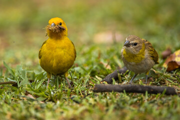 interesting photo of yellow tropical exotic birds, pair, male and female, male collects sawdust to build a house, on green grass in the park