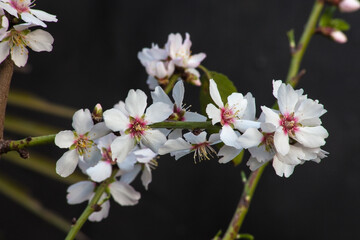 Almond Blossoms 8835