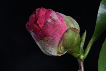 Macro image of a camellia bud