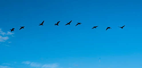 flock of geese flying in formation against a blue sky