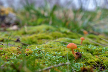Little mushrooms grow in the wood