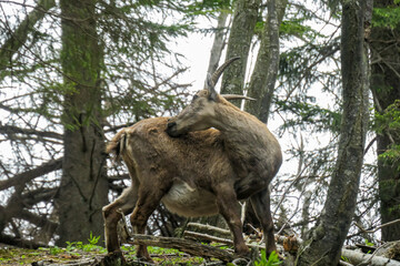 Fototapeta premium Mountain goat cleaning its back by licking, near Roethelstein near Mixnitz in Styria, Austria. Forest landscape in the Grazer Bergland. Wild animals in natural habitat. Hunting in the wilderness