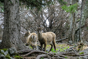 Small mountain goats near Roethelstein near Mixnitz in Styria, Austria. Forest landscape in the Grazer Bergland. Wild animals in natural habitat. Hunting in the wilderness. Capricorn, Wildlife