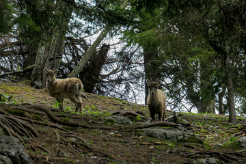 Small mountain goats near Roethelstein near Mixnitz in Styria, Austria. Forest landscape in the Grazer Bergland. Wild animals in natural habitat. Hunting in the wilderness. Capricorn, Wildlife