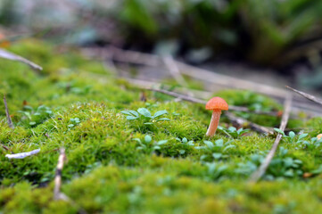 Little mushrooms grow in the wood