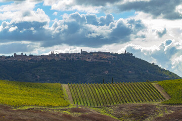 Fototapeta na wymiar Typical Tuscan landscape with vineyard near Montalcino, Tuscany, Italy