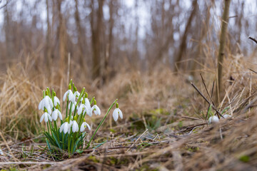 Snowdrops, Podyji, Southern Moravia, Czech Republic