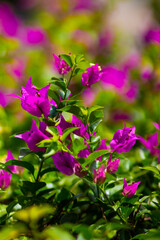 Obraz premium beautiful photo of a tropical exotic plant with bright purple flowers, green leaves, on a purple-green background on a sunny day