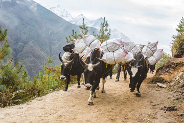 Black yaks carries a load, Nepal