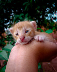 cute kitten that looks like little lion. yellow kitten.