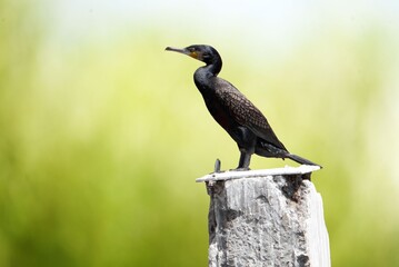 bird on the tree