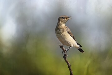 sparrow sitting on a branch