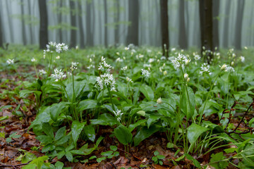 bears garlic, spring beech forest in White Carpathians, Southern Moravia, Czech Republic